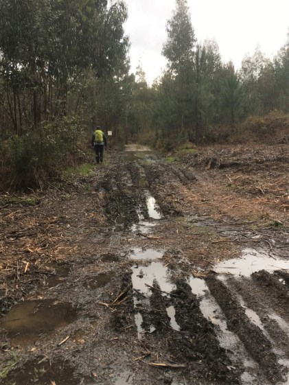 P Camino (20) Albergaria a Nova (Medium)