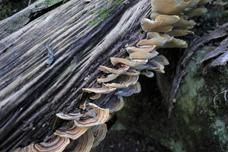 Hogsback – Big Tree and Waterfall (South Africa) – Wet and Dusty Roads