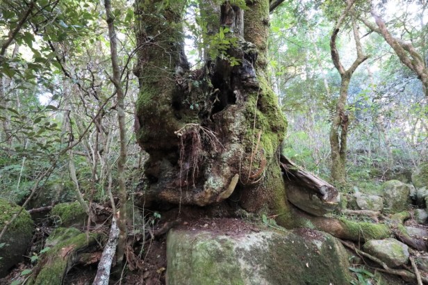 Hogsback – Big Tree and Waterfall (South Africa) – Wet and Dusty Roads